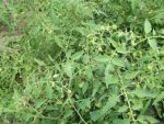 Gardening 2-2013 (4)